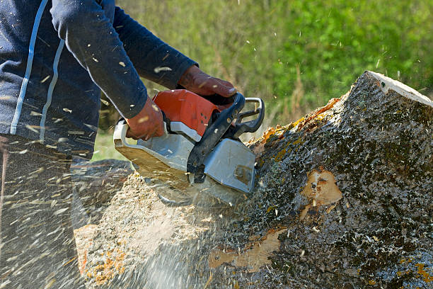 Reliable Hellertown, PA Tree Service Solutions